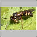 Argogorytes mystaceus - Ragwurz-Zikadenwespe 05.jpg